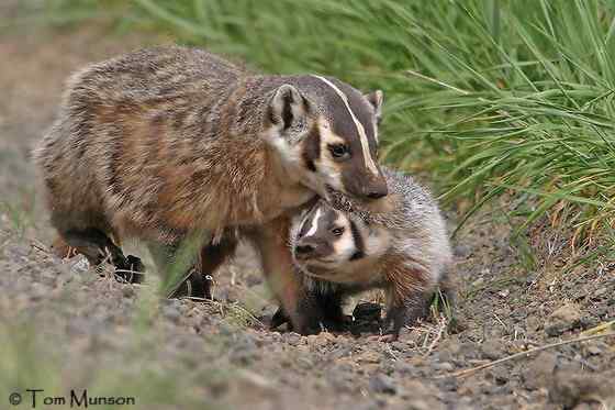 北美洲动物——美洲獾 Taxidea taxus