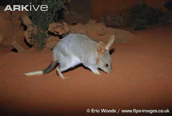 澳大利亚最奇特的有袋目动物之一 兔耳袋狸