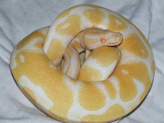 球蟒 受惊时会卷成球状的蟒蛇