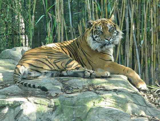 无情未必真豪杰， 怜子如何不丈夫？  苏门答腊虎