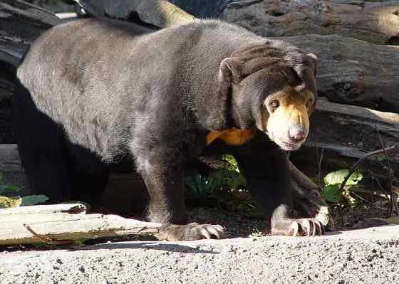 身材娇小的马来熊