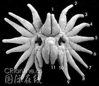 长相奇特的动物  星鼻鼹