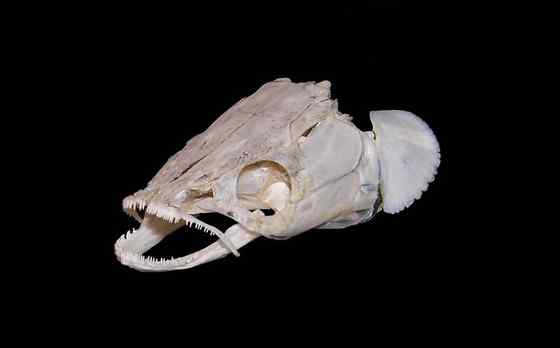 世界上最大的淡水鱼 亚马孙河里的巨骨舌鱼 世界上最大的淡水鱼 亚马孙河里的巨骨舌鱼