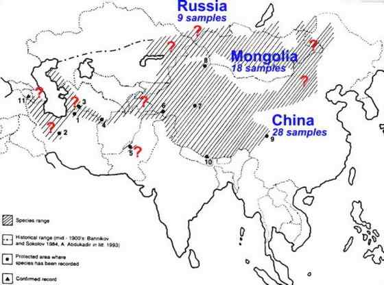 绿眼睛的肥猫羊猞猁  兔狲 Otocolobus manul