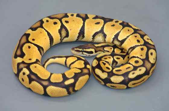 球蟒 受惊时会卷成球状的蟒蛇