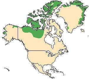 北极地区最大的食草动物  似牛实羊的麝牛