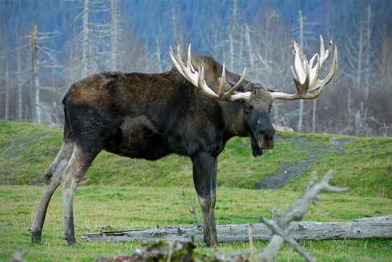 鹿科动物中体型最大的驼鹿