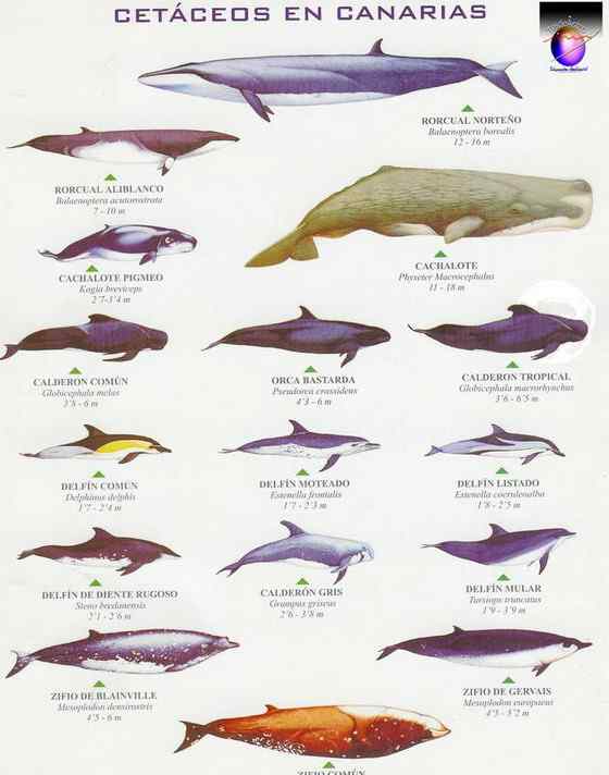 抹香鲸真的很香