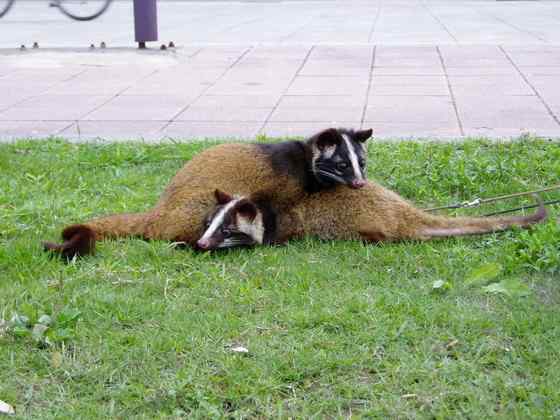 非典肆虐  果子狸