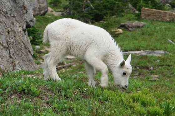 北美洲独有的本土羊类——石山羊 Oreamnos americanus