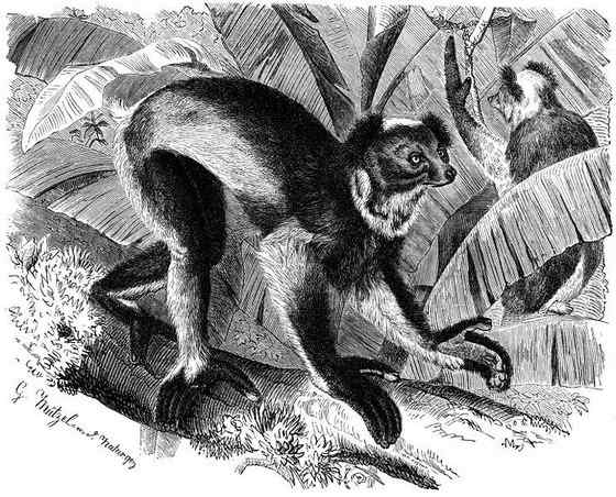 马达加斯加最原始的物种  大狐猴