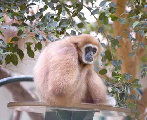 稀有的白掌长臂猿 Hylobates lar