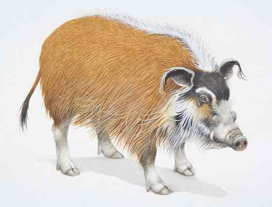 最美的猪--红河猪