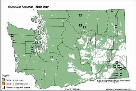 骡鹿 臀部都是白色