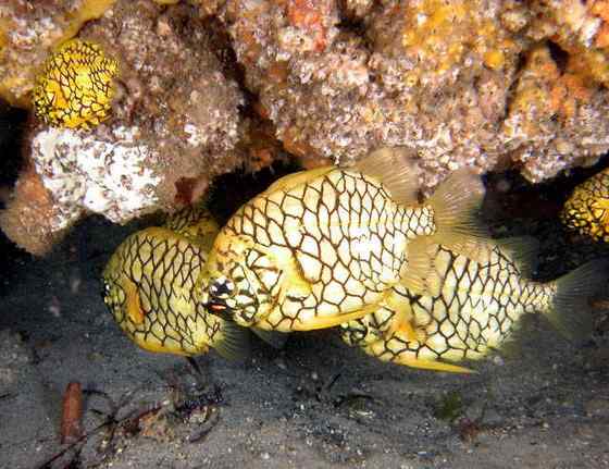 观赏鱼类 松球鱼 pinecone fish