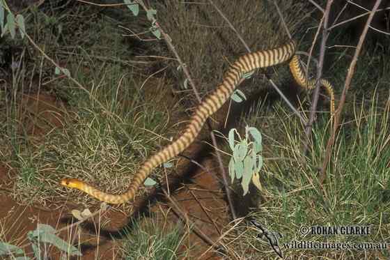 沙漠中的蟒蛇——兰氏盾蟒 Aspidites ramsayi