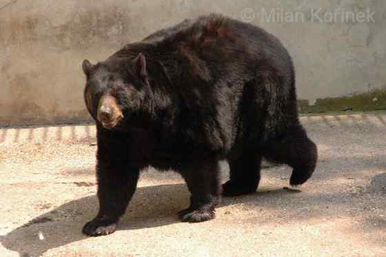 美洲数量最多、分布最为广泛的熊类  美洲黑熊