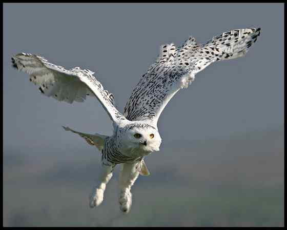 洁白的雪鸮 洁白的雪鸮