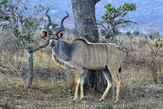 大型羚羊  扭角林羚 Tragelaphus strepsiceros