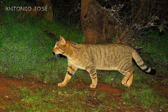 狸猫换太子中的狸猫
