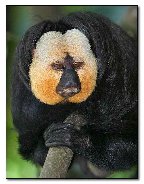 白脸僧面猴 White faced saki 白脸僧面猴 White faced saki