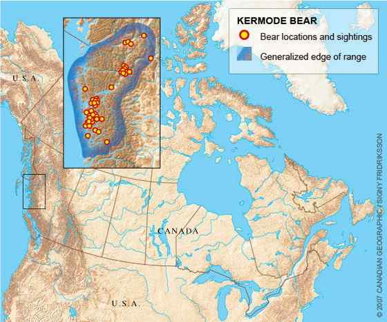 白灵熊 Kermode bear