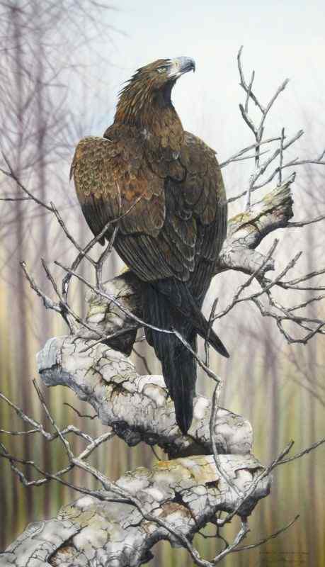 澳大利亚三大猛禽之——楔尾鹰 Aquila audax 澳大利亚三大猛禽之——楔尾鹰 Aquila audax