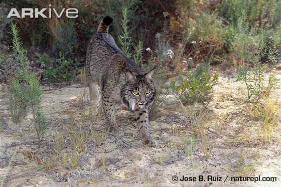 数量最少的猫科动物  伊比利亚猞猁、西班牙猞猁
