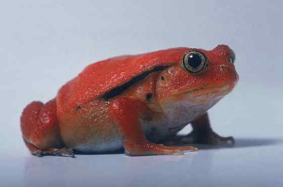 猩红的“西红柿”--马达加斯加 番茄蛙
