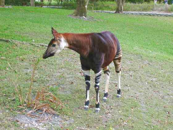 极度珍稀的霍加皮 长颈鹿的近亲 极度珍稀的霍加皮 长颈鹿的近亲