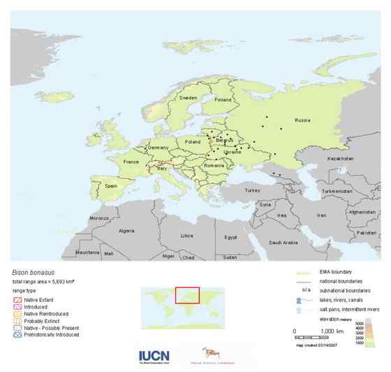 欧洲巨兽 欧洲野牛 死而后生 欧洲巨兽 欧洲野牛 死而后生