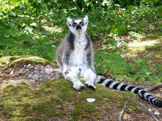 著名的马达加斯加狐猴  环尾狐猴