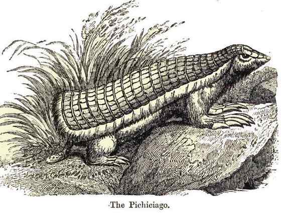 体型最小的犰狳  阿根廷的倭犰狳