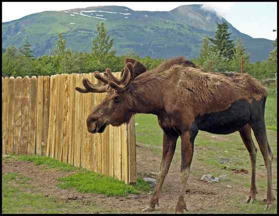 鹿科动物中体型最大的驼鹿