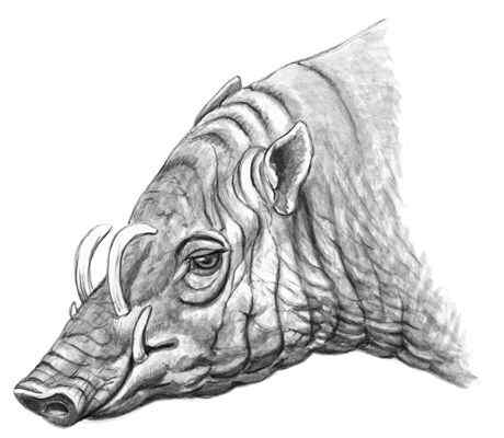 印度尼西亚的四牙猪  鹿豚