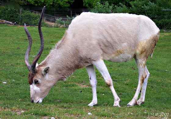 旋角羚 Addax nasomaculatus