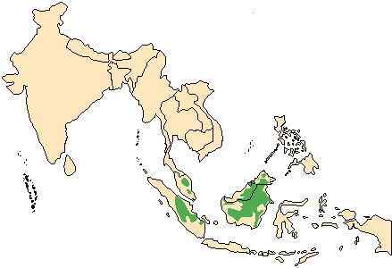 太平洋岛国的奇特野猪  须野猪
