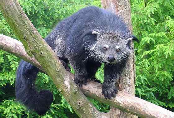熊狸 Arctictis binturong 熊灵猫、貉獾 熊狸 Arctictis binturong 熊灵猫、貉獾