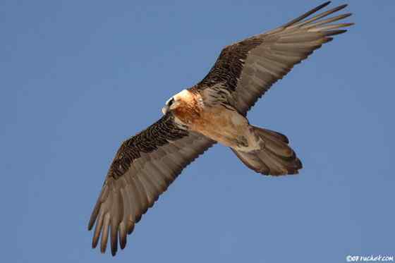 喜马拉雅山的大鸟  胡兀鹫