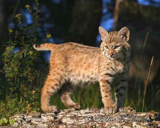 北美洲数量最多的猫科动物  短尾猫