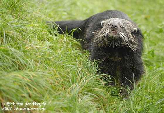 熊狸 Arctictis binturong 熊灵猫、貉獾