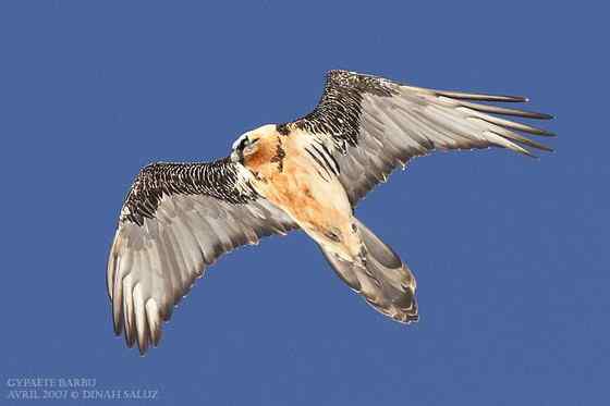 喜马拉雅山的大鸟  胡兀鹫