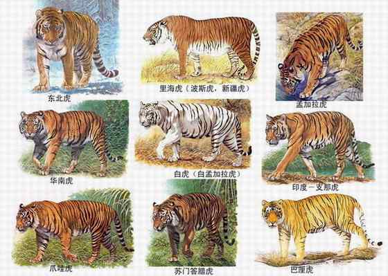 无情未必真豪杰， 怜子如何不丈夫？  苏门答腊虎