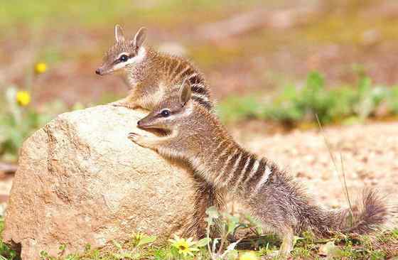 袋食蚁兽 Myrmecobius fasciatus 袋食蚁兽 Myrmecobius fasciatus