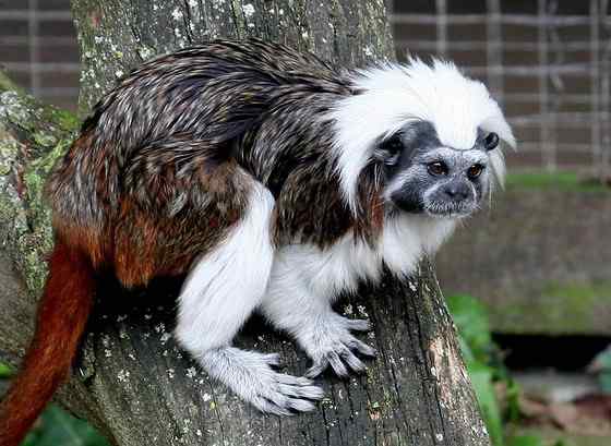 哥伦比亚热带雨林的棉顶狨 Saguinus Oedipus