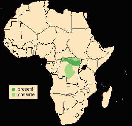 极度珍稀的霍加皮 长颈鹿的近亲 极度珍稀的霍加皮 长颈鹿的近亲