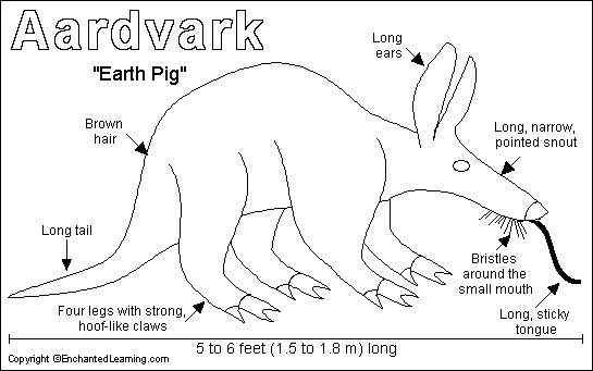 非洲的食蚁兽  土豚 Orycteropus afer