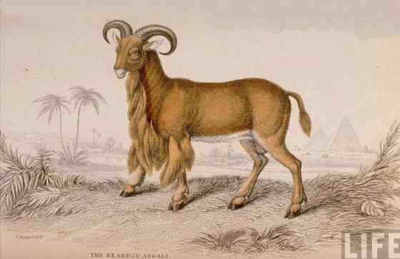 非洲唯一的野生羊种——鬣羊 bearded argali