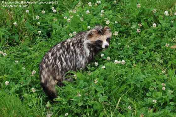 一丘之貉中的貉