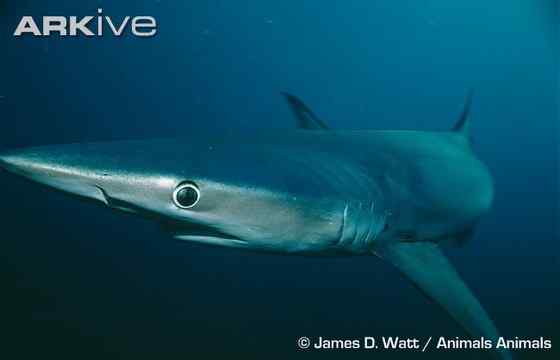 漂亮的鲨鱼  大青鲨、虎头鲨